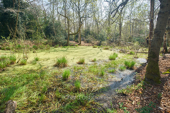 Spring, NWT Thompson Common, Norfolk, UK