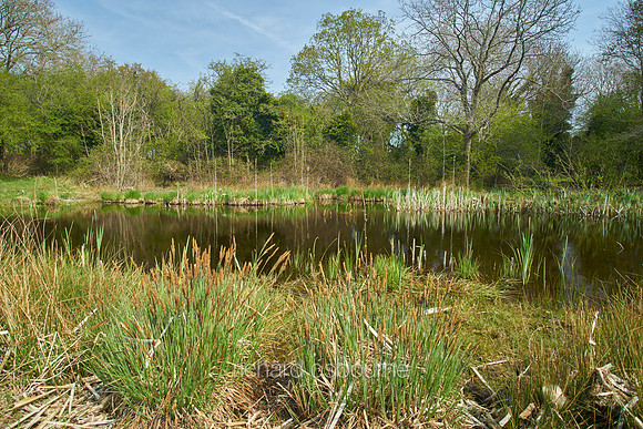 Spring, NWT Thompson Common, Norfolk, UK