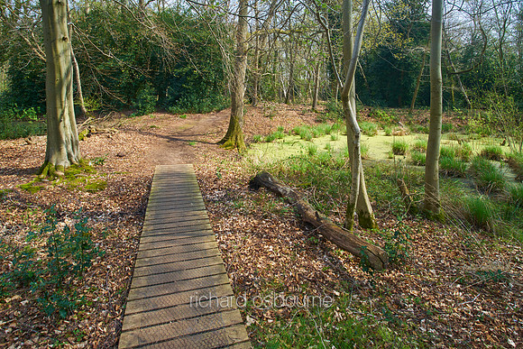 Spring, NWT Thompson Common, Norfolk, UK