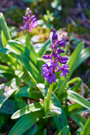 V9W3  Early Purple Orchids, NWT Wayland Wood, Norfolk, UK