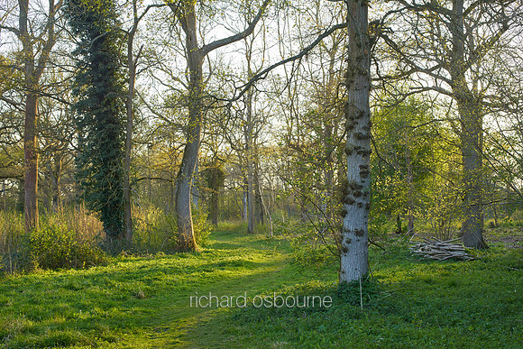 V9F9  NWT Wayland Wood, Norfolk, UK