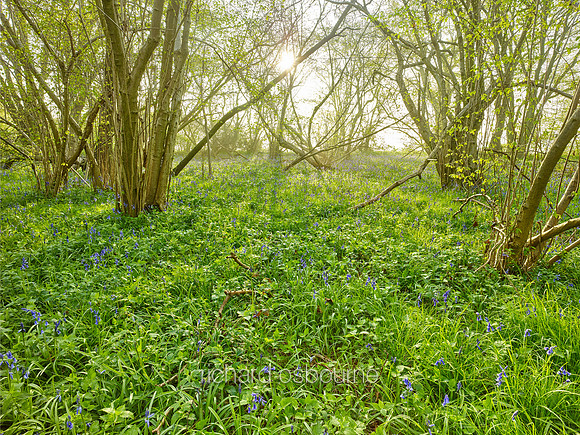 V9F12  NWT Wayland Wood, Norfolk, UK