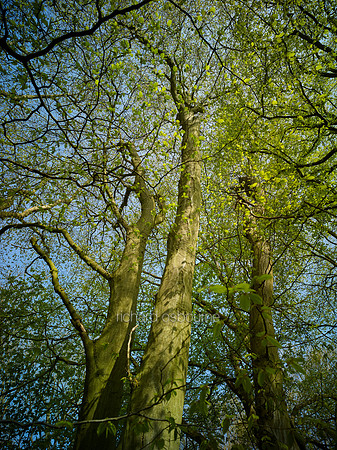 V9F14  Hornbeams, NWT Wayland Wood, Norfolk, UK