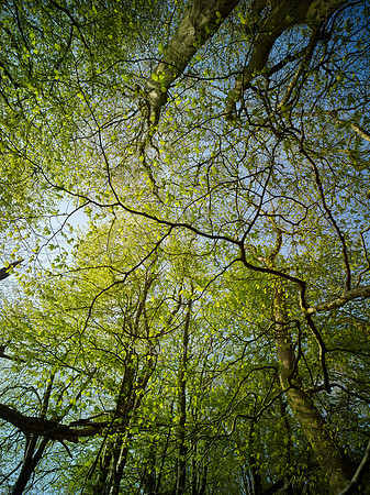 Hornbeams, NWT Wayland Wood, Norfolk, UK