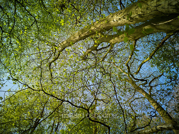 V9F13  Hornbeams, NWT Wayland Wood, Norfolk, UK