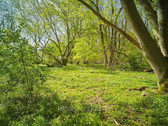 V9F15  Coppiced Hornbeams, NWT Wayland Wood, Norfolk, UK
