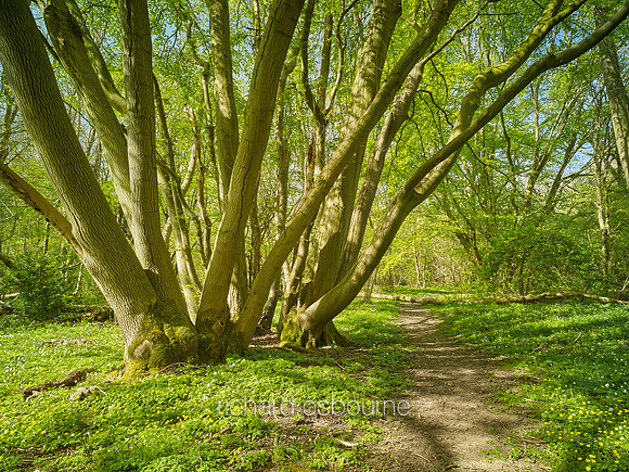 V9F16  Coppiced Hornbeams, NWT Wayland Wood, Norfolk, UK