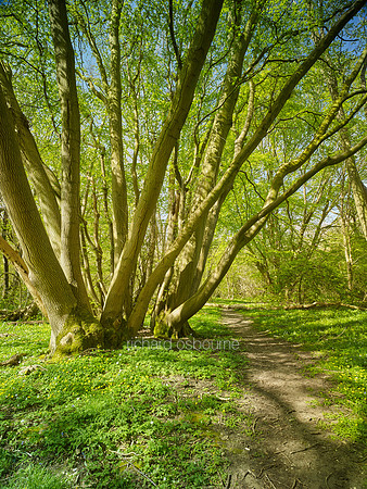 V9F17  Coppiced Hornbeams, NWT Wayland Wood, Norfolk, UK