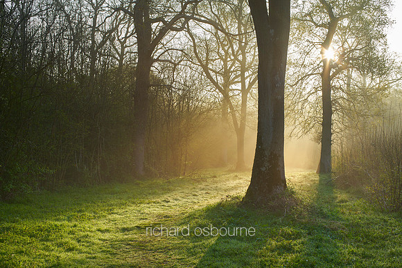 V9F10  Dawn, NWT Wayland Wood, Norfolk, UK
