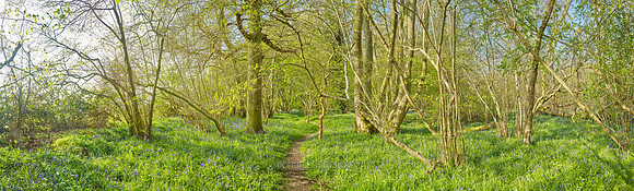 P4F3  NWT Wayland Wood, Norfolk, UK