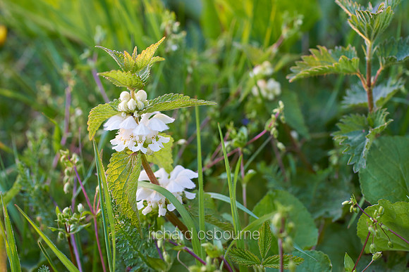 V9W6  White Deadnettle Flowers, NWT Wayland Wood, Norfolk, UK