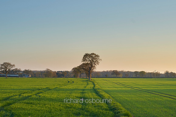 V9N22  Oak Trees and Fields, Norfolk, UK