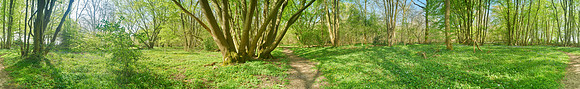 P4F2  NWT Wayland Wood, Norfolk, UK