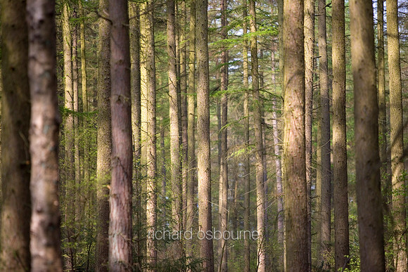 L1MT7 Sitka Spruce