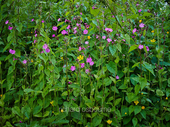 V8W33  Red Campion and Buttercups, Norfolk, UK