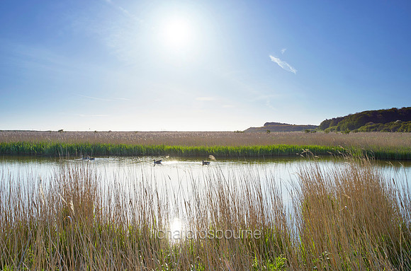 NWT Cley Marshes, Norfolk, UK