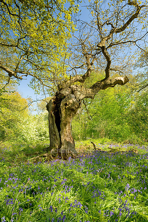 V4F13 Pollarded Oak IV, Thursford Wood