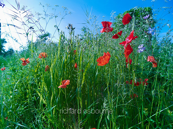 V6W7  Poppies, Tasburgh, Norfolk, UK