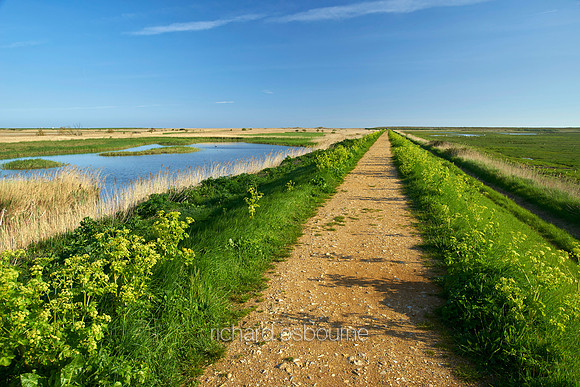 V9N26  NWT Cley Marshes, Norfolk, UK