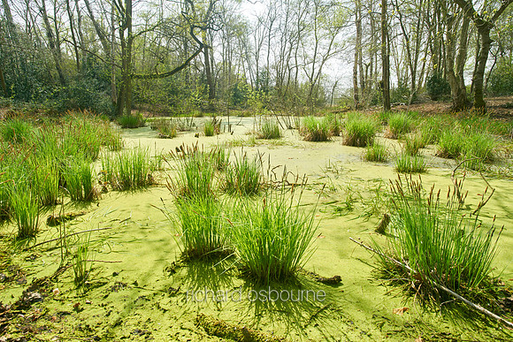 V9N23  Spring, NWT Thompson Common, Norfolk, UK