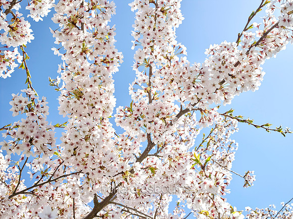 V9FL4  Bird Cherry in Spring