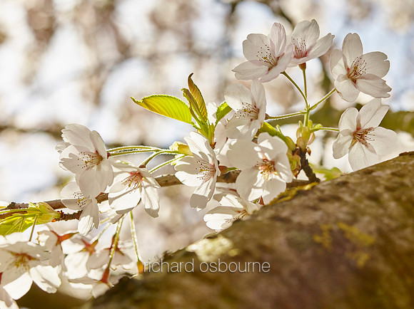 V9FL5  Bird Cherry in Spring