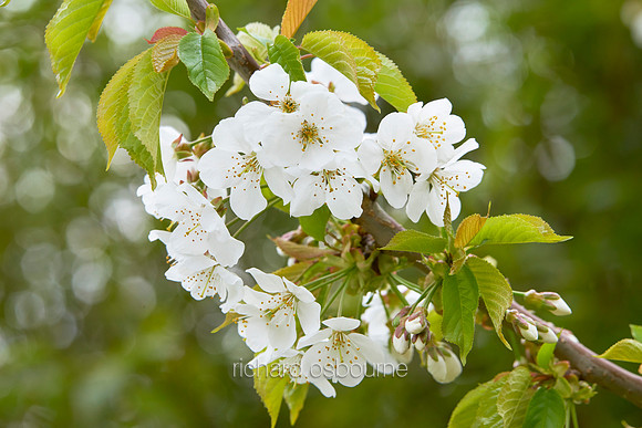 V9FL7  Bird Cherry in Spring