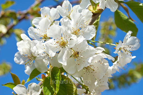 V9FL8  Bird Cherry in Spring
