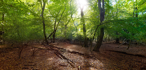 P3F12  Epping Forest, Epping, UK