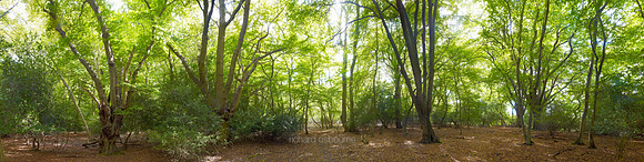 P3F11  Epping Forest, Epping, UK