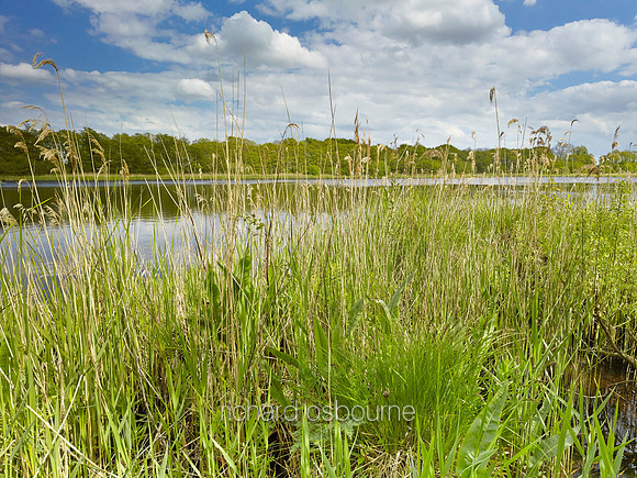 V8N36  NWT Alderfen Broad, Norfolk, UK