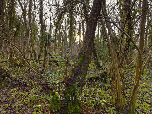 V8N26  NWT Lolly Moor, Norfolk, UK