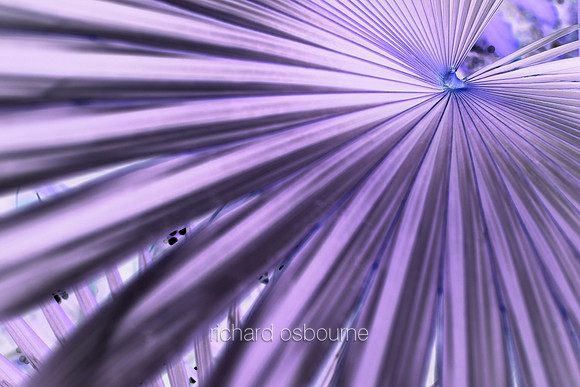 V5A33  Tropical Plant Abstract