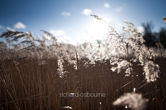V4D6 Reeds