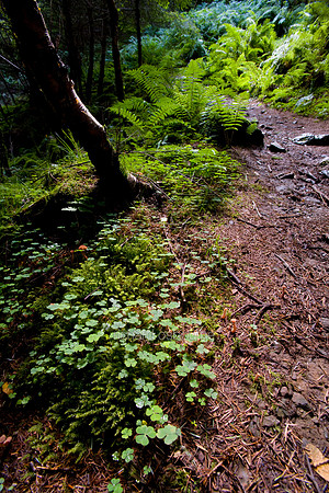 V2S9 Perthshire Woodland II