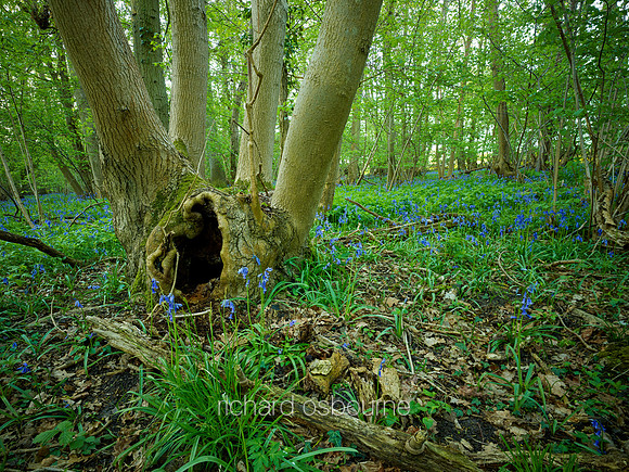 V9F18  Priestley Wood, Suffolk, UK