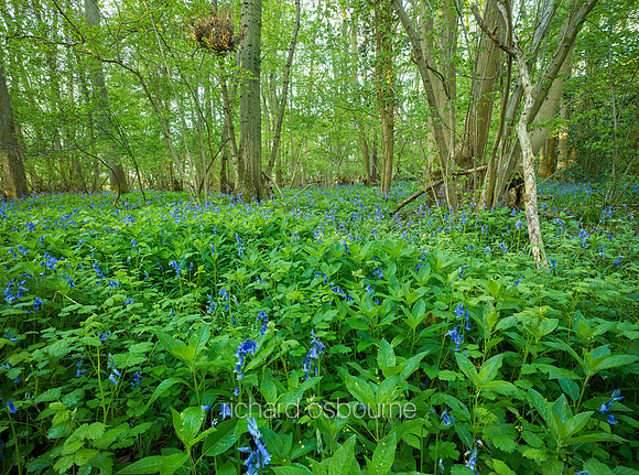 V9F19  Priestley Wood, Suffolk, UK