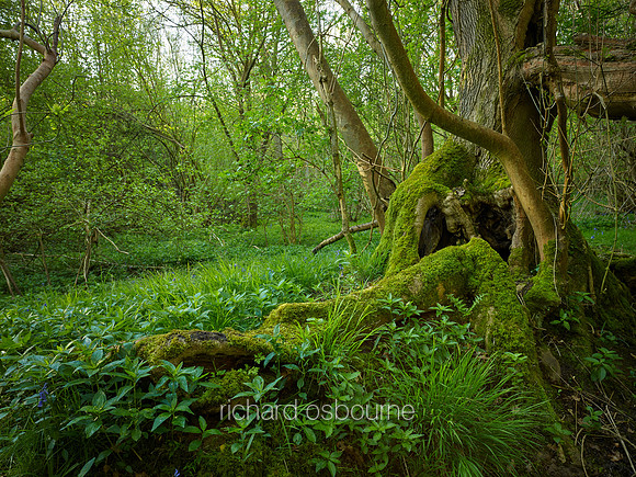 V9F23  Priestley Wood, Suffolk, UK