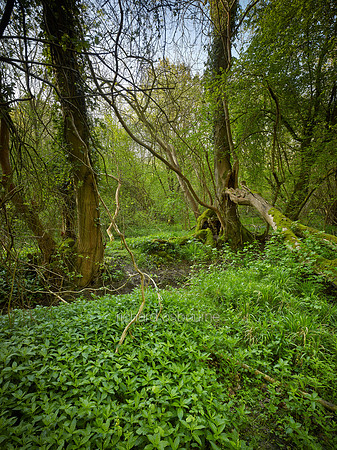 V9F24  Priestley Wood, Suffolk, UK