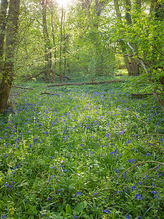 V9F25  Priestley Wood, Suffolk, UK