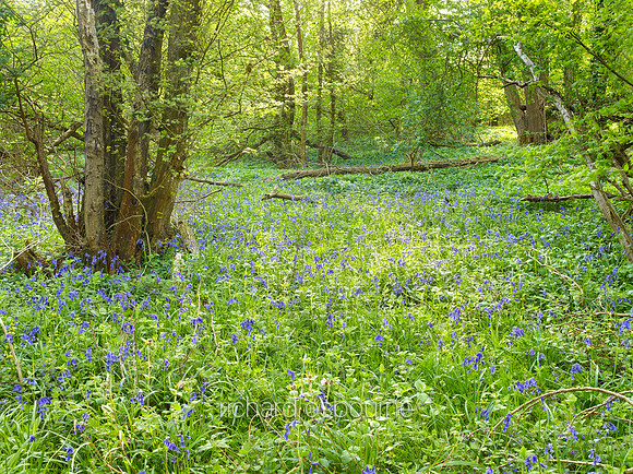 V9W13  Priestley Wood, Suffolk, UK