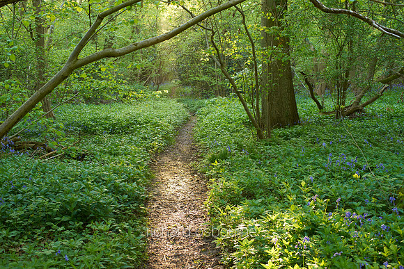 V9F20  Priestley Wood, Suffolk, UK