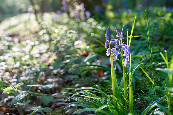 V9W11  Bluebells, Priestley Wood, Suffolk, UK