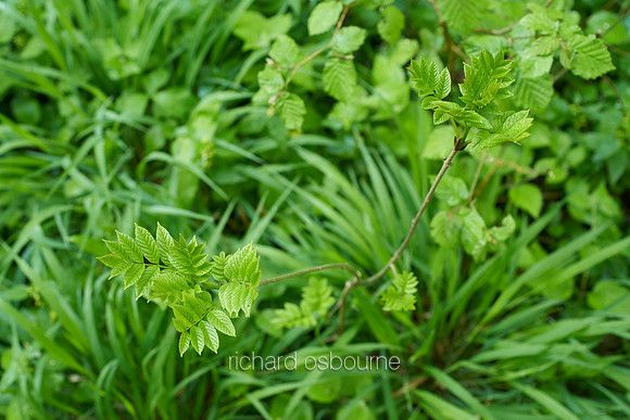V9D6  Ash Sapling, Priestley Wood, Suffolk, UK