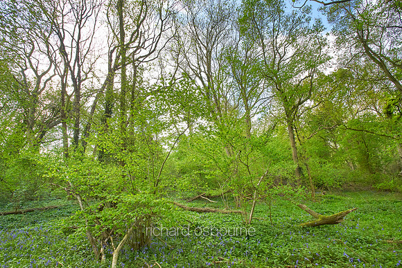 V9F26  Priestley Wood, Suffolk, UK