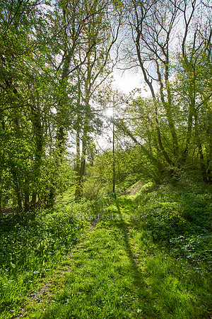 V9F27  Priestley Wood, Suffolk, UK