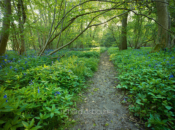 V9F21  Priestley Wood, Suffolk, UK