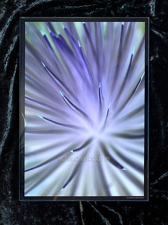 5 Cactus Abstract (2 available)  V2A7  A3   PhotoGlassWork 6mm  Was £95   Now £75