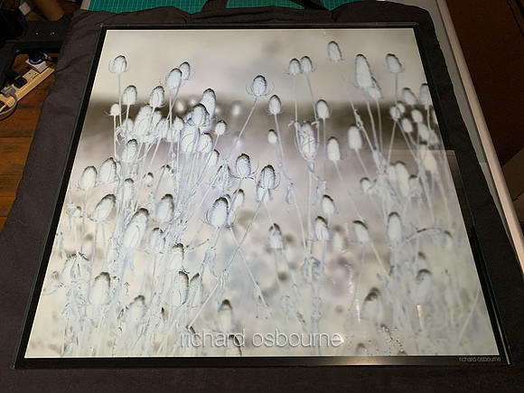 14 Teazels V3A19 60 x 60cm PhotoGlassWork 10mm Was £345        Now £195