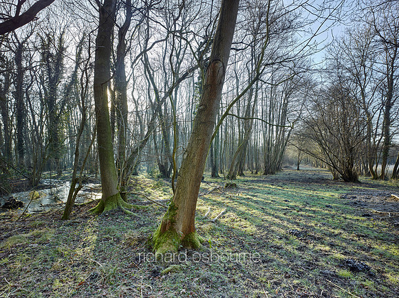 NWT Swangey Fen, Norfolk, UK